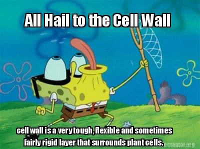 all-hail-to-the-cell-wall-cell-wall-is-a-very-tough-flexible-and-sometimes-fairl