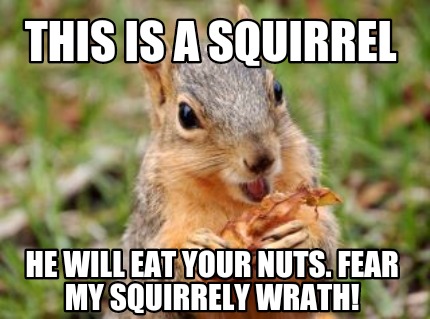 this-is-a-squirrel-he-will-eat-your-nuts.-fear-my-squirrely-wrath