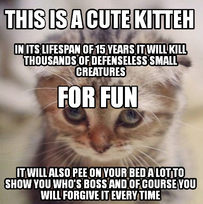 this-is-a-cute-kitteh-it-will-also-pee-on-your-bed-a-lot-to-show-you-whos-boss-a