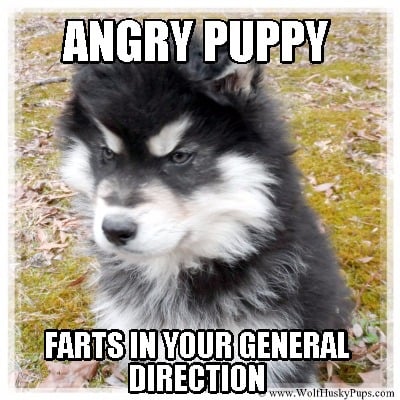 angry-puppy-farts-in-your-general-direction