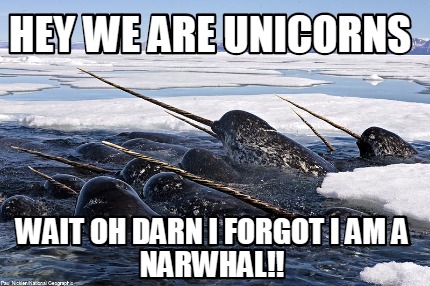 hey-we-are-unicorns-wait-oh-darn-i-forgot-i-am-a-narwhal