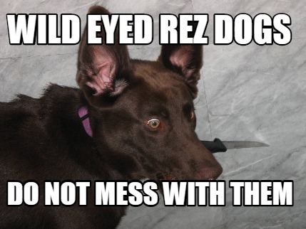 wild-eyed-rez-dogs-do-not-mess-with-them