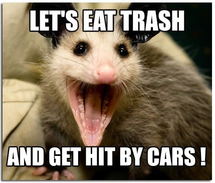 lets-eat-trash-and-get-hit-by-cars-