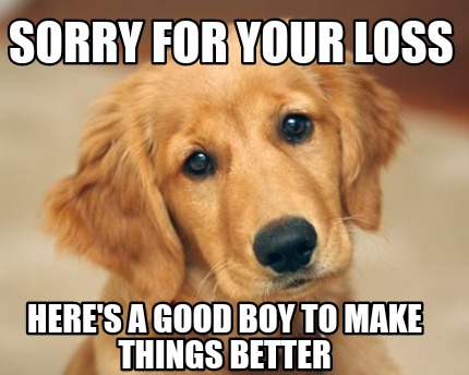 sorry-for-your-loss-heres-a-good-boy-to-make-things-better