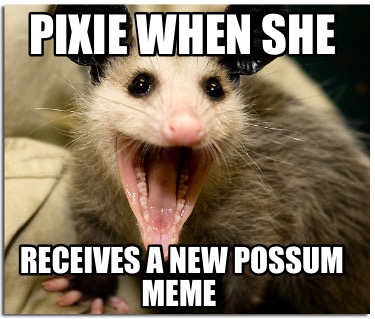 pixie-when-she-receives-a-new-possum-meme