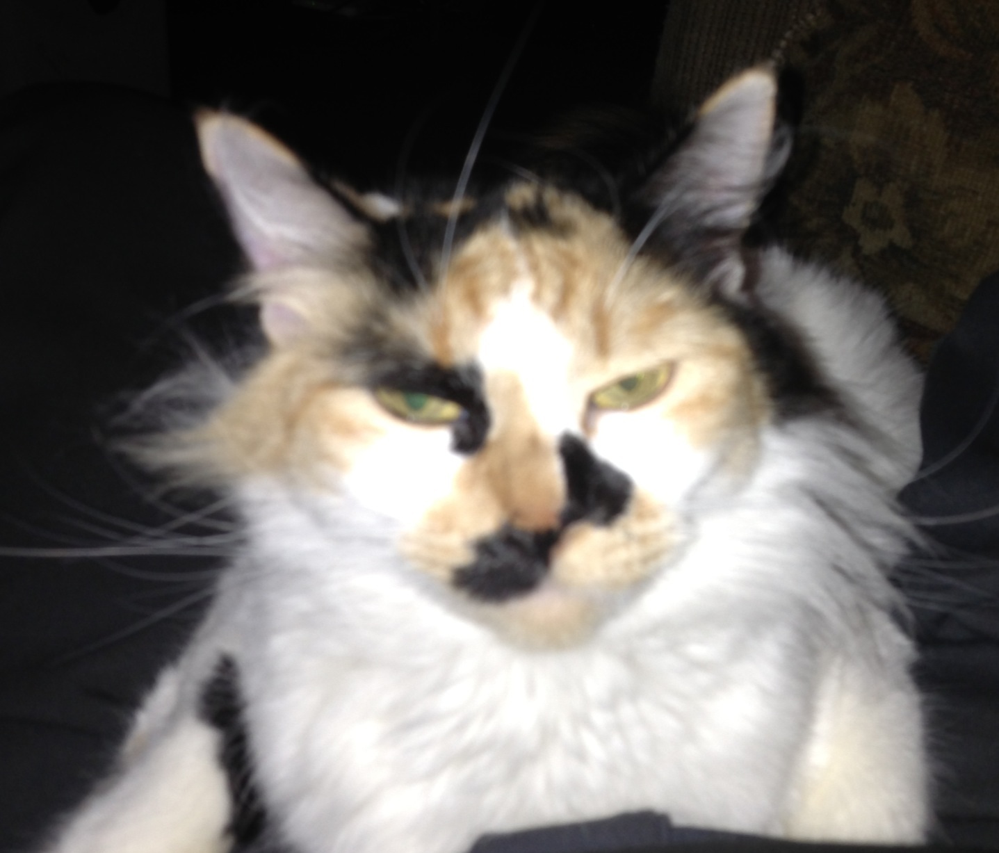 Meme Creator Angry Cat Meme Generator at