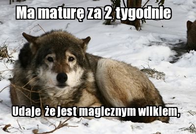 ma-matur-za-2-tygodnie-udaje-e-jest-magicznym-wilkiem