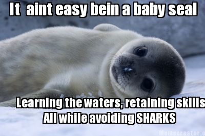 it-aint-easy-bein-a-baby-seal-learning-the-waters-retaining-skills...-all-while-