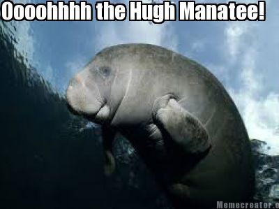 oooohhhh-the-hugh-manatee