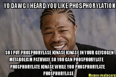 yo-dawg-i-heard-you-like-phosphorylation-so-i-put-phosphorylase-kinase-kinase-in