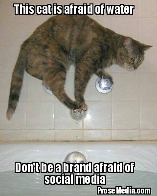 this-cat-is-afraid-of-water-dont-be-a-brand-afraid-of-social-media-prosemedia.co