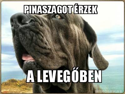 pinaszagot-rzek-a-levegben