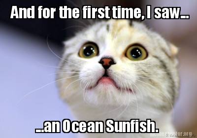 and-for-the-first-time-i-saw...-...an-ocean-sunfish