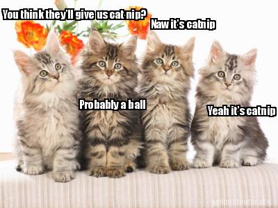 you-think-theyll-give-us-cat-nip-probably-a-ball-naw-its-catnip-yeah-its-catnip