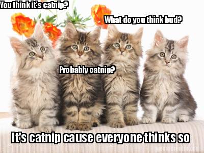 you-think-its-catnip-probably-catnip-what-do-you-think-bud-its-catnip-cause-ever