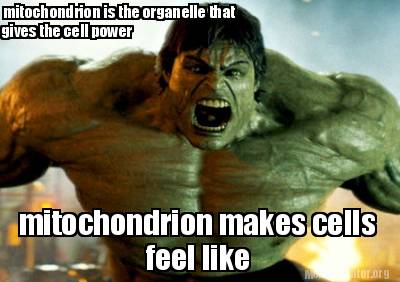 mitochondrion-makes-cells-feel-like-mitochondrion-is-the-organelle-that-gives-th