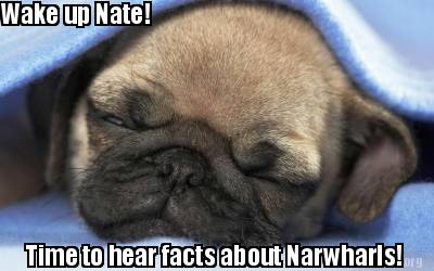 wake-up-nate-time-to-hear-facts-about-narwharls