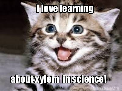 i-love-learning-about-xylem-in-science