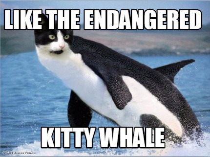 like-the-endangered-kitty-whale