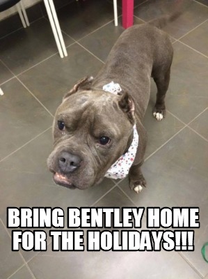 bring-bentley-home-for-the-holidays