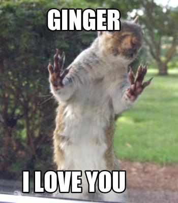 ginger-i-love-you