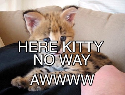 awwww-no-way-here-kitty
