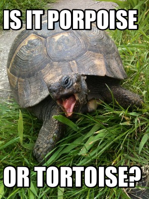 is-it-porpoise-or-tortoise