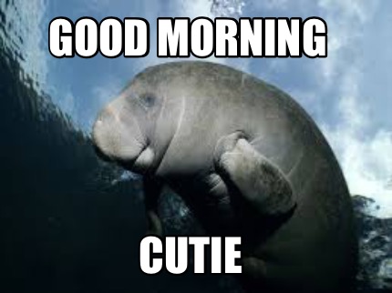cute animal good morning memes
