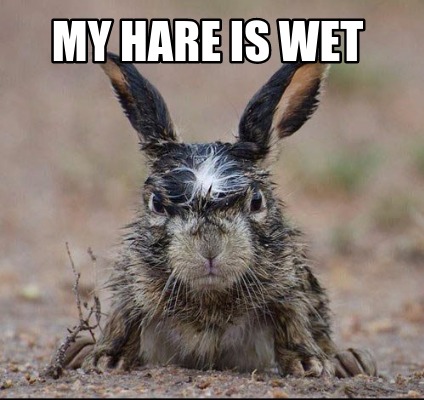 my-hare-is-wet