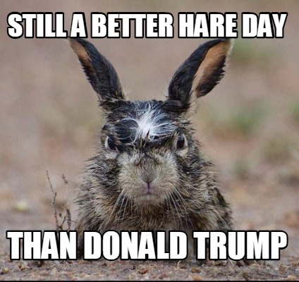 still-a-better-hare-day-than-donald-trump