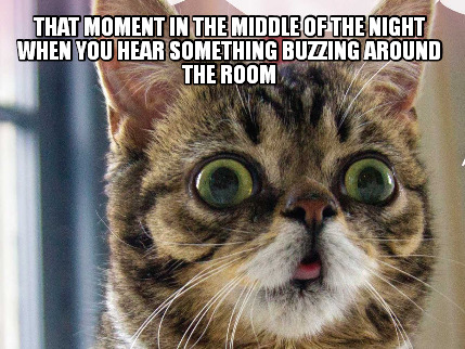 that-moment-in-the-middle-of-the-night-when-you-hear-something-buzzing-around-th