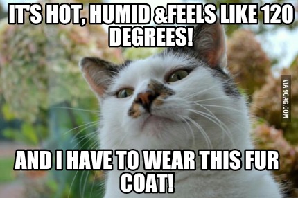 its-hot-humid-feels-like-120-degrees-and-i-have-to-wear-this-fur-coat