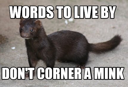 words-to-live-by-dont-corner-a-mink