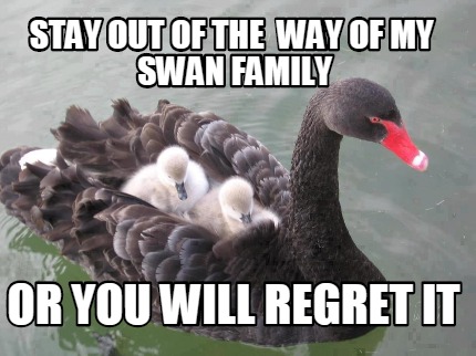 stay-out-of-the-way-of-my-swan-family-or-you-will-regret-it