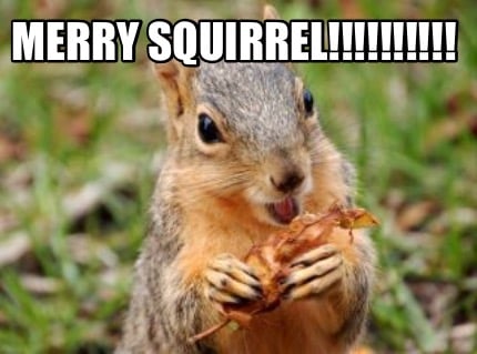 merry-squirrel