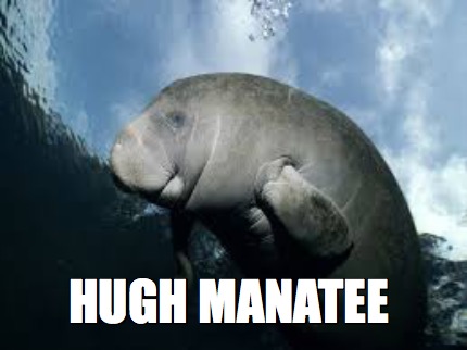 hugh-manatee