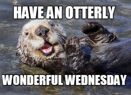 Meme Creator - Funny Congratulations You otter go out and celebrate ...