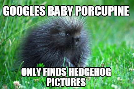 googles-baby-porcupine-only-finds-hedgehog-pictures