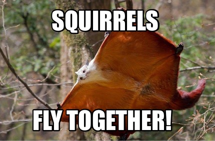 squirrels-fly-together