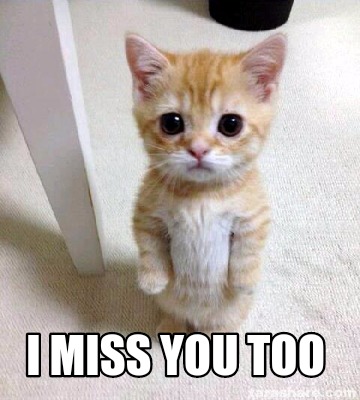 sad kitty i miss you