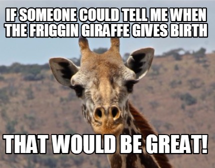 if-someone-could-tell-me-when-the-friggin-giraffe-gives-birth-that-would-be-grea