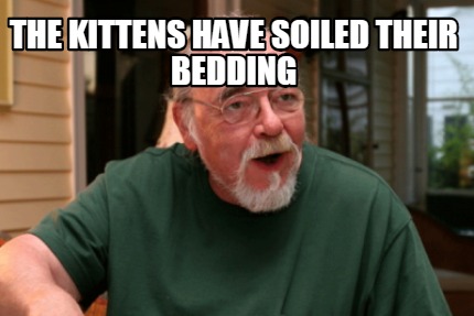 the-kittens-have-soiled-their-bedding
