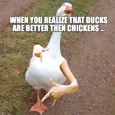 when-you-realize-that-ducks-are-better-then-chickens-