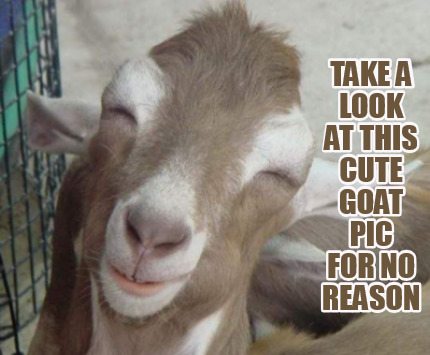 take-a-look-at-this-cute-goat-pic-for-no-reason