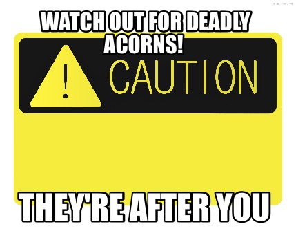 watch-out-for-deadly-acorns-theyre-after-you