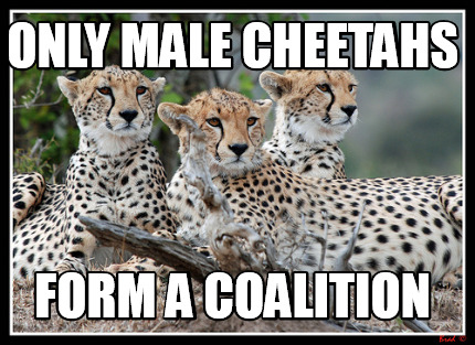 only-male-cheetahs-form-a-coalition