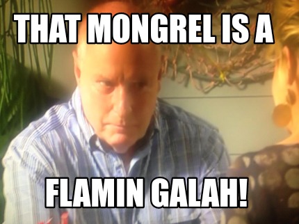 that-mongrel-is-a-flamin-galah