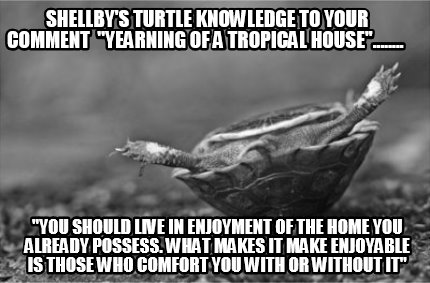 shellbys-turtle-knowledge-to-your-comment-yearning-of-a-tropical-house........-y