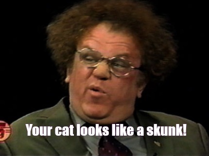 your-cat-looks-like-a-skunk