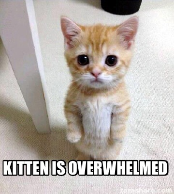 Meme Creator - Funny Kitten is overwhelmed Meme Generator at  !